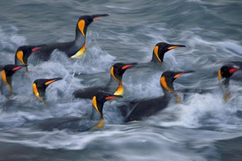 King penguins rinse in the surf zone of Gold Harbour.