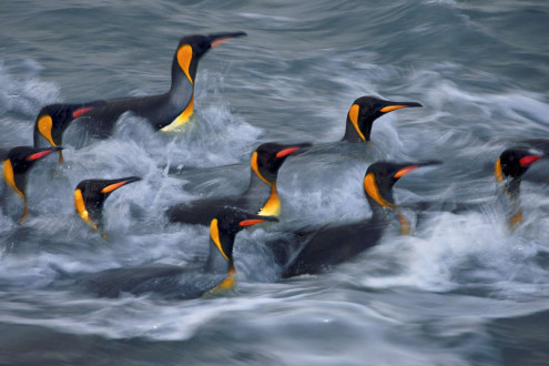 King penguins rinse in the surf zone of Gold Harbour. 