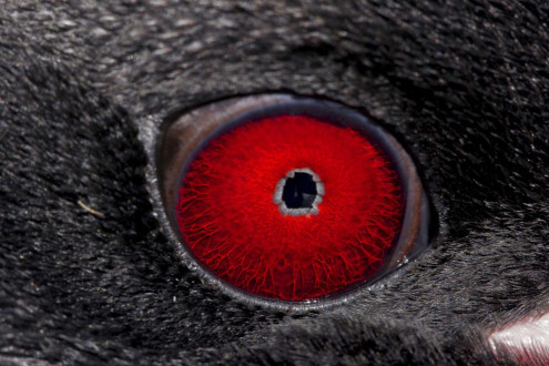 The eye of a macaroni penguin.