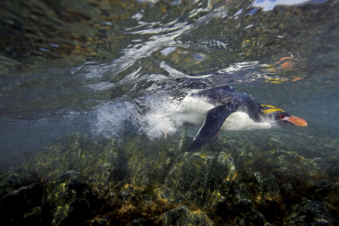 A macaroni penguin returning from the sea to nest. 