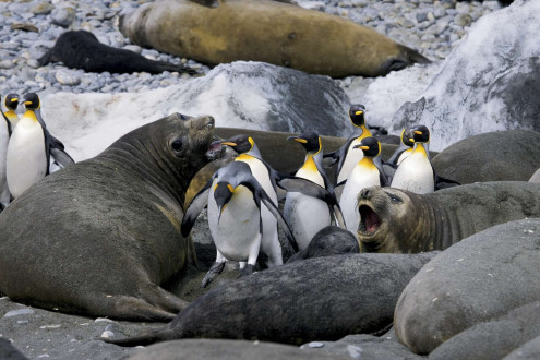 King penguins run the gauntlet of test elephant seals.