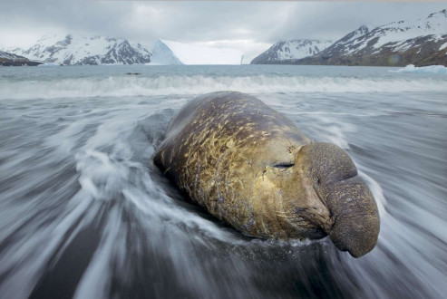 A bull elephant seal rests in the surf zone after a lengthy migration to Fortuna Bay.