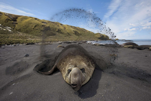 A breeding elephant seal bull throws sand on this back to cool down from the hot summer heat.