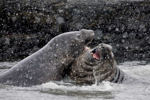 Young elephant seal bulls mock-battle in the shallows of Cooper Bay.