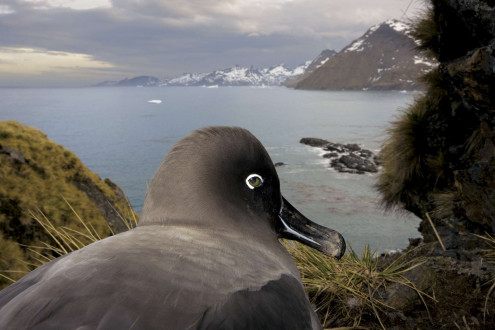 Light Mantled Sooty Albatross, Penguins and Elephant Seals at Gold Harbour