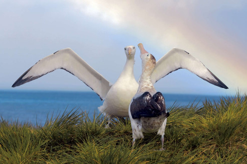 A male albatross spreads his impressive wings to entice his mate.