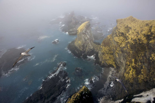 Light sooty mantled albatrosses perform their courtship dance high above Gold Harbour. 