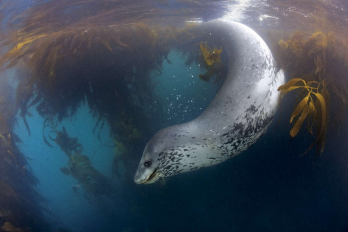 A leopard seal swims playfully in a a kelp forest.
