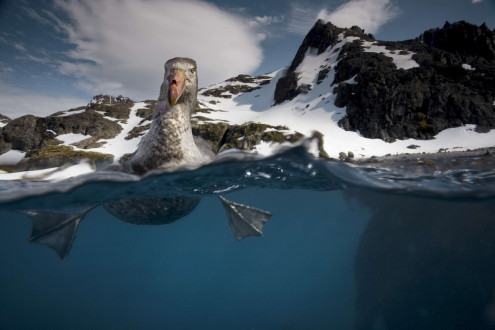 Giant petrels are voracious scavengers with a six-foot wingspan and powerful beaks. 