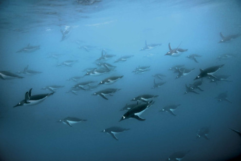 Gentoo penguins dive deep and effortlessly to feed on krill.