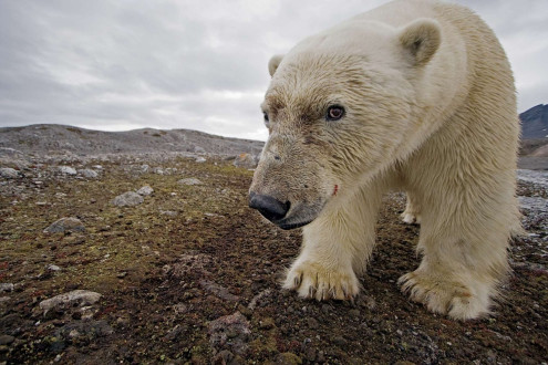 A curious polar bear checks out my camera trap on the shores of Svalbard, Norway and takes his own portrait.