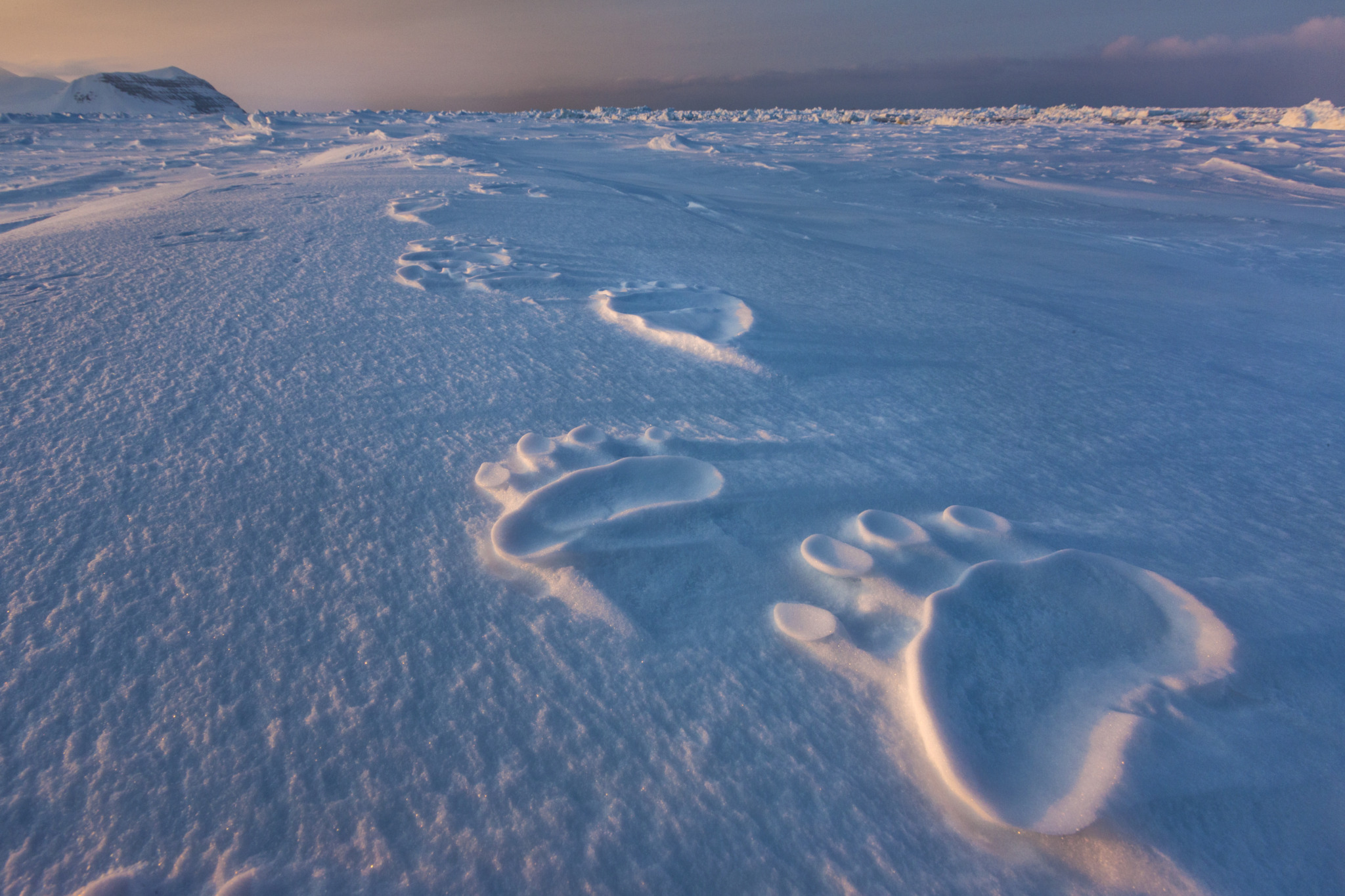 Polar Impressions