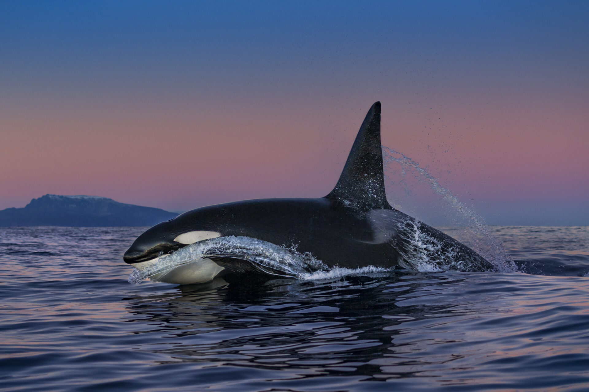All – Paul Nicklen
