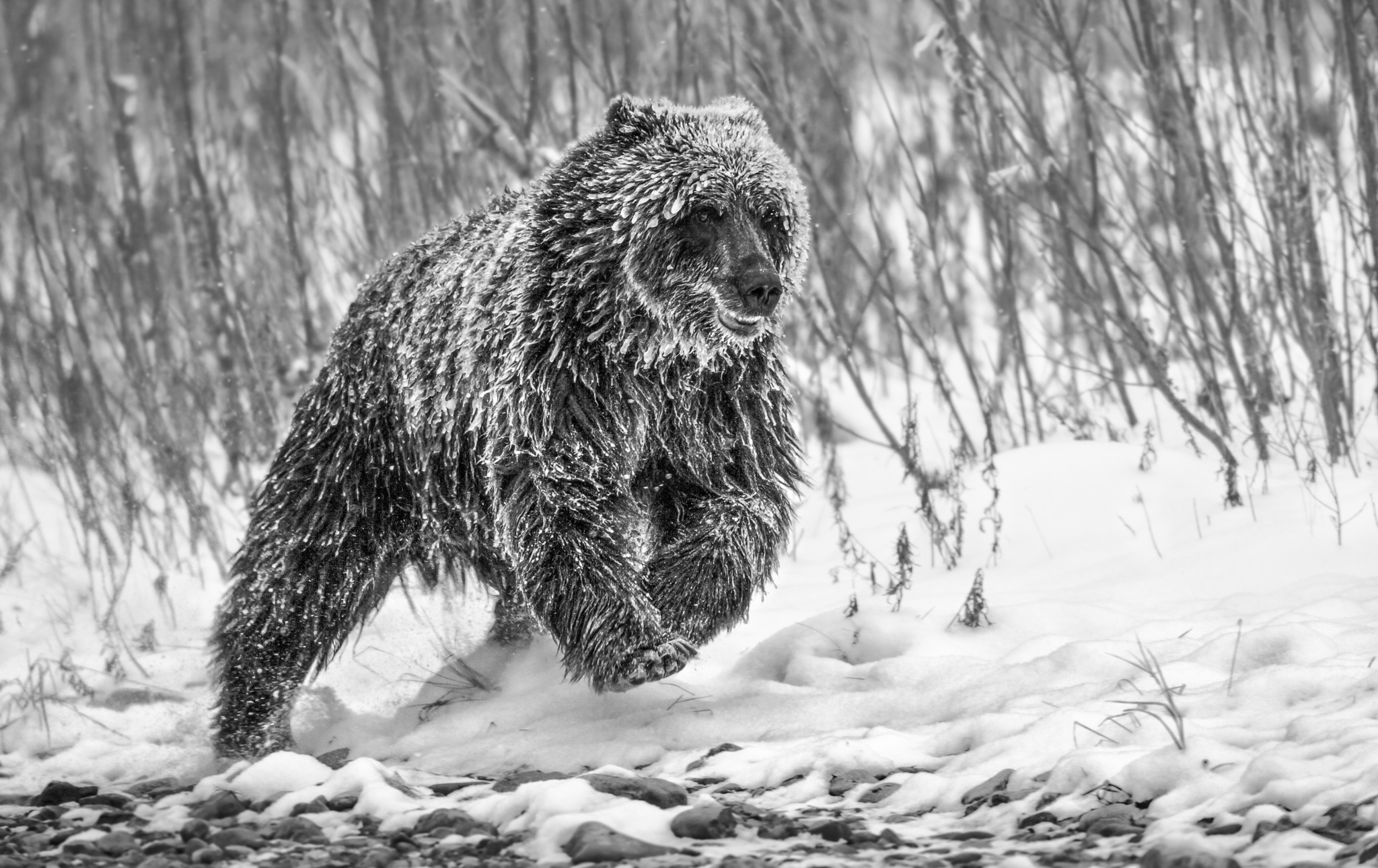 Cold Pursuit