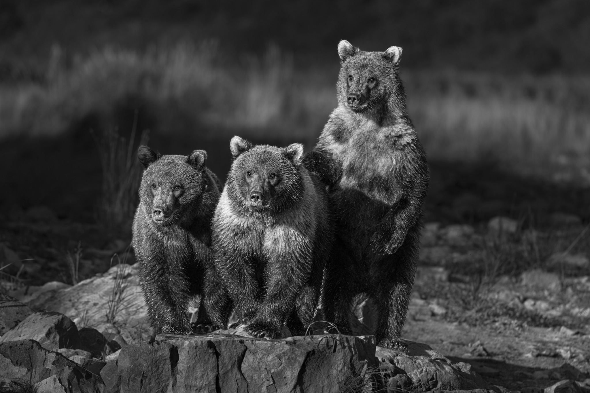 Cub Club