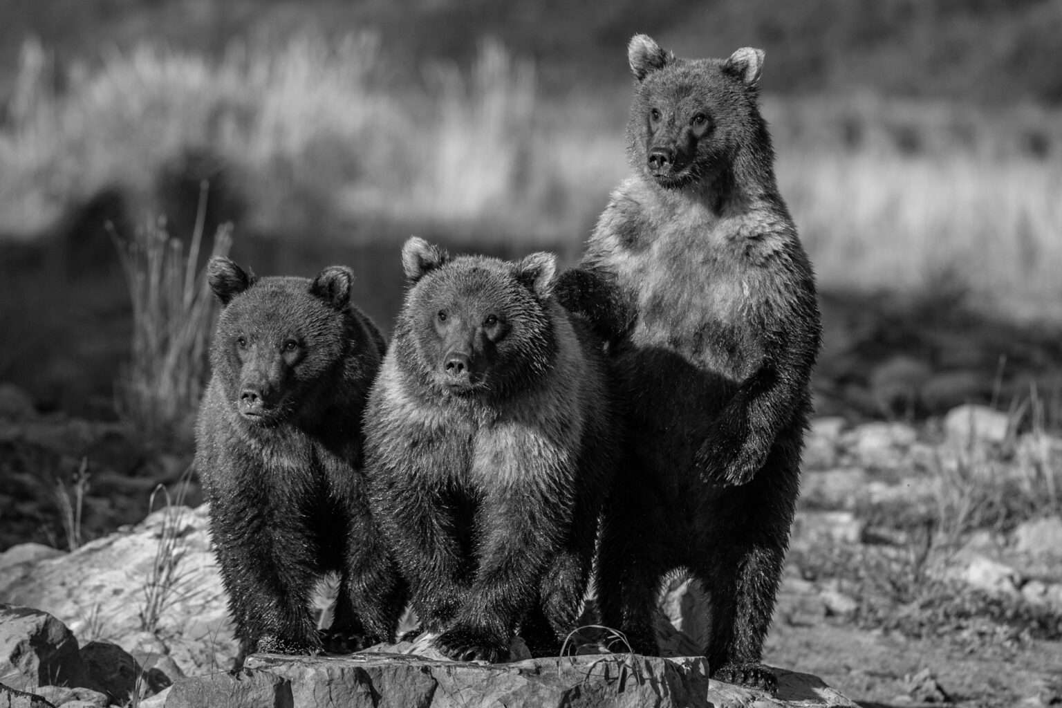 Cub Club Paul Nicklen