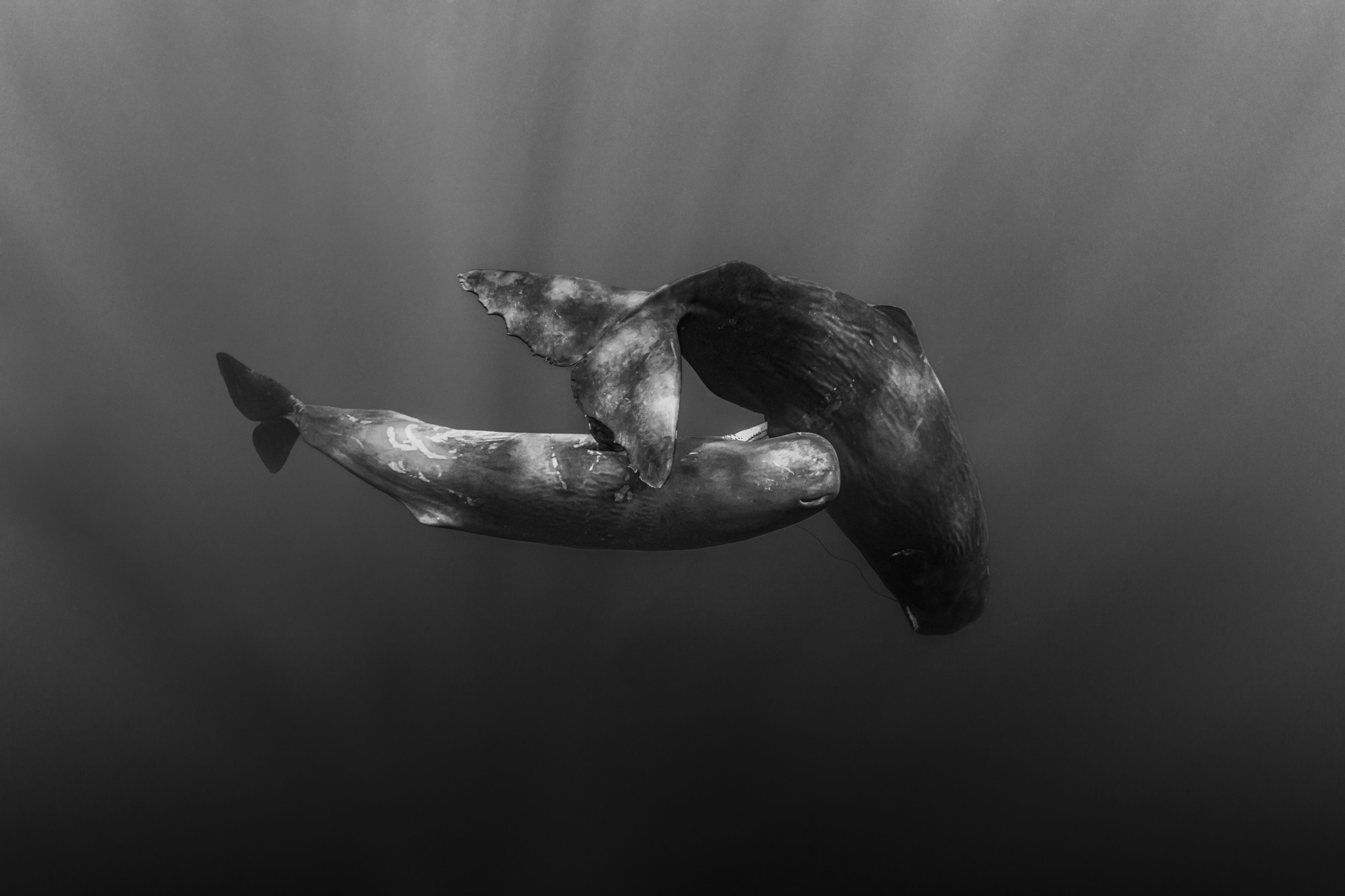 Nurturing Bond Paul Nicklen