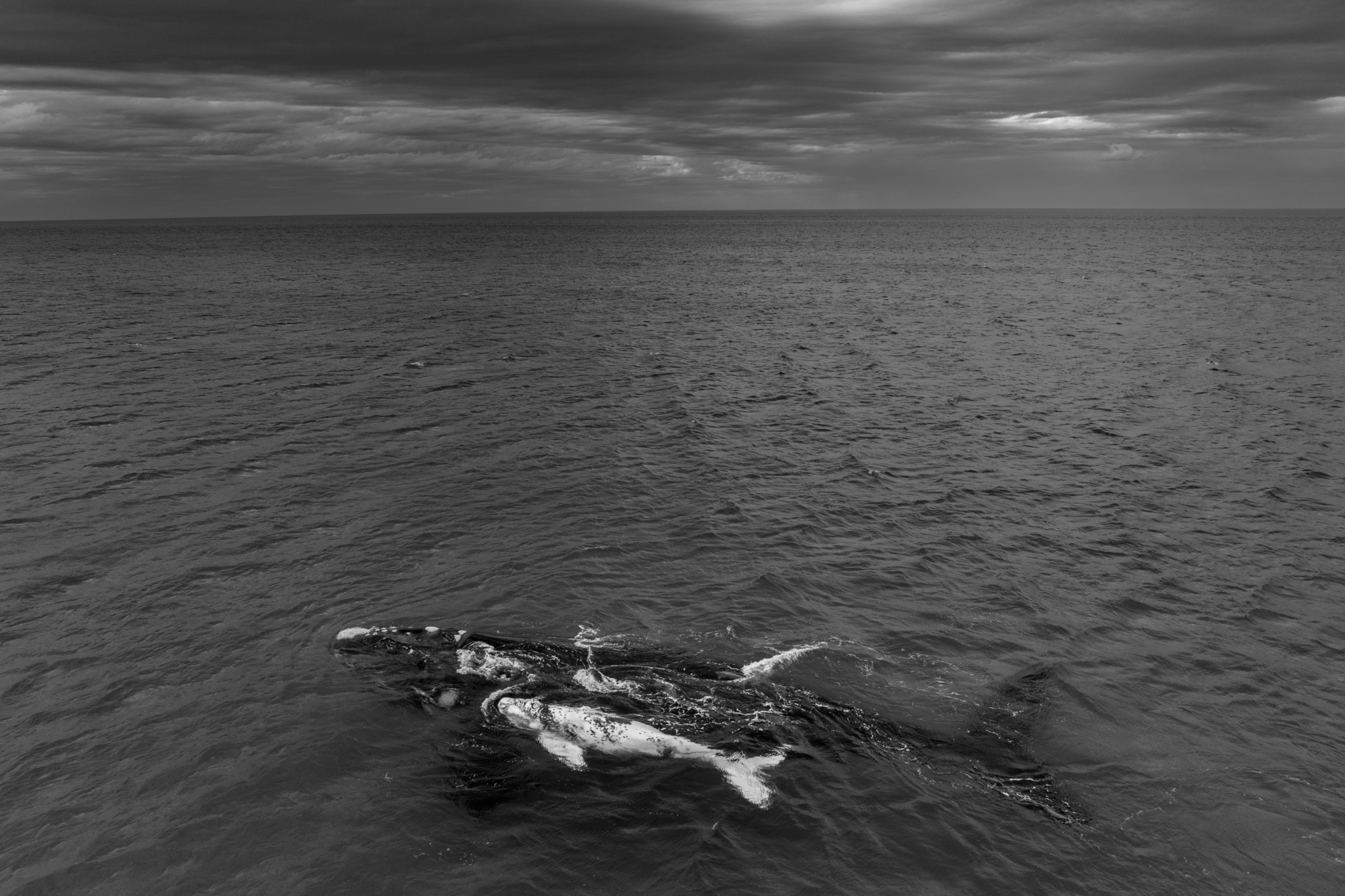 Mother’s Harbour – Paul Nicklen