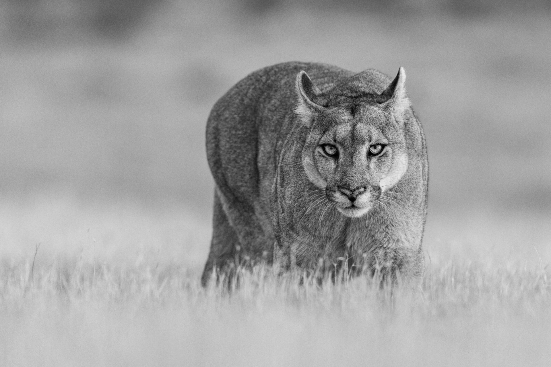 All – Paul Nicklen