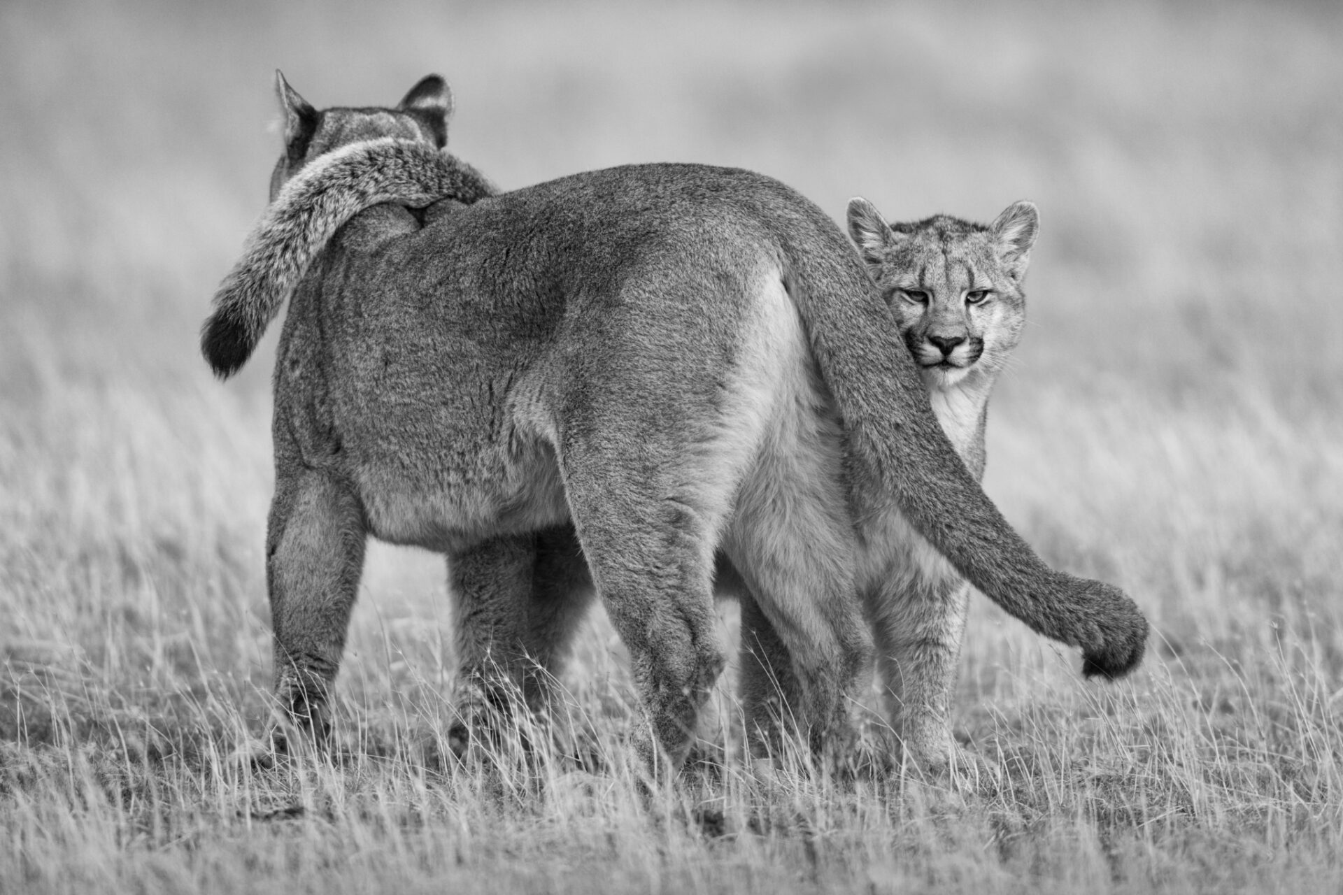 All – Paul Nicklen