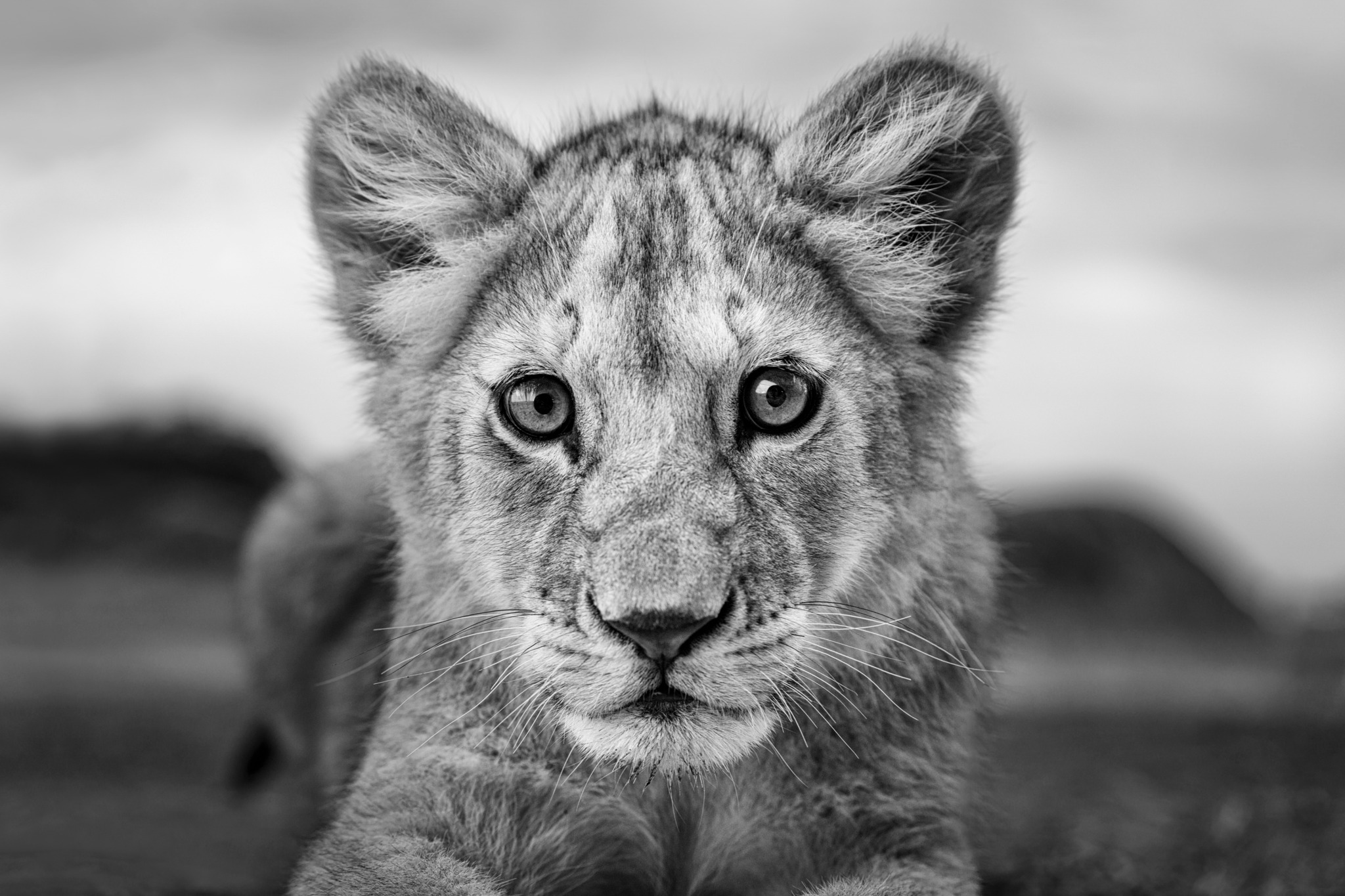 A black and white portrait of a lion cub from the Namiri Plains of Tanzania.