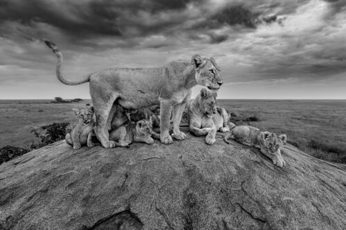 The High Stone Pride
