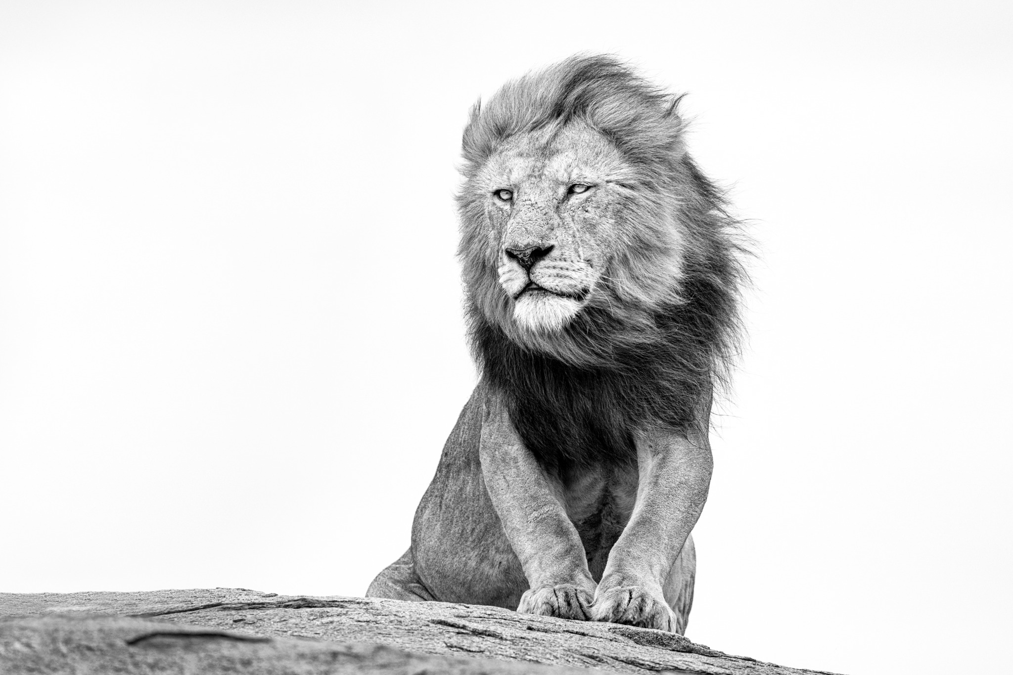 A black and white image of a large male lion sitting on the rock kopje in the Namiri Plains of Tanzania.