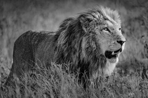 Legend of Laikipia