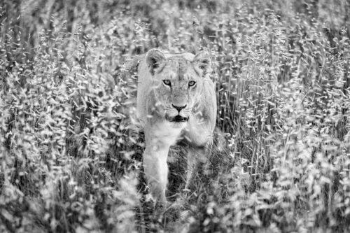 A lioness stalks through the savannah of Northern Kenya.