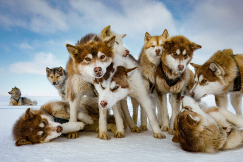Husky Huddle (Color)