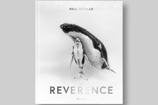 Two bears side by side